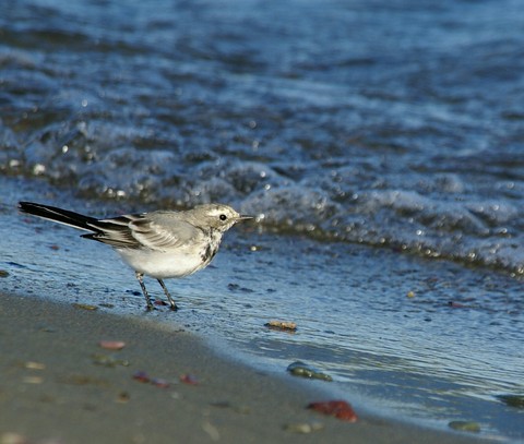 bird