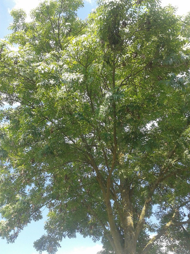baum