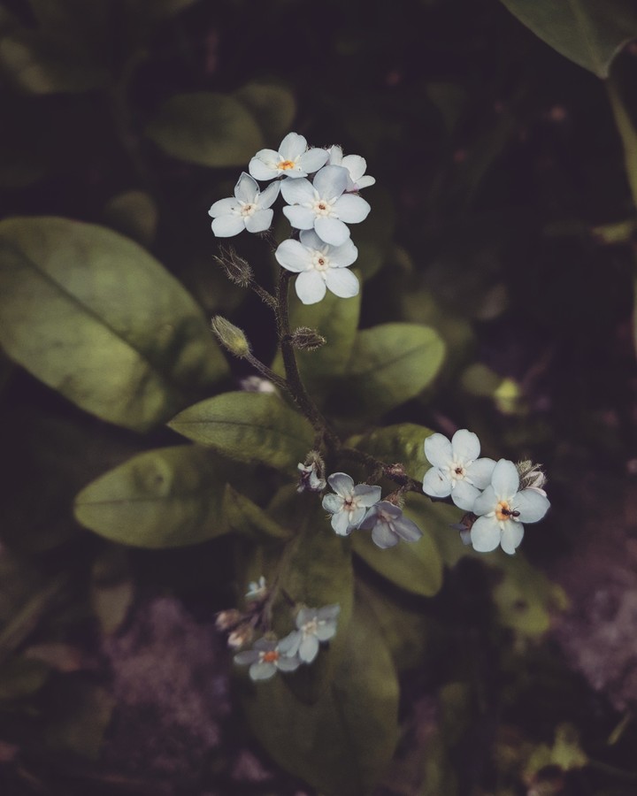 My gamble for a rose