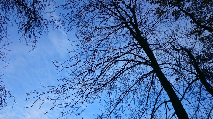 Winter Tree