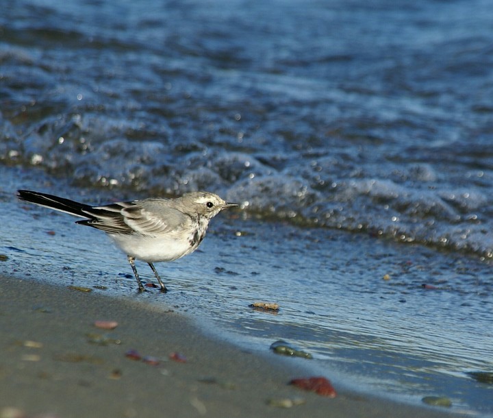 bird