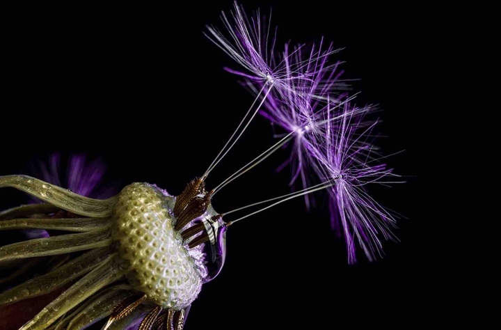 macro