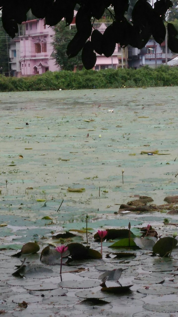 the grand pond of the palace...