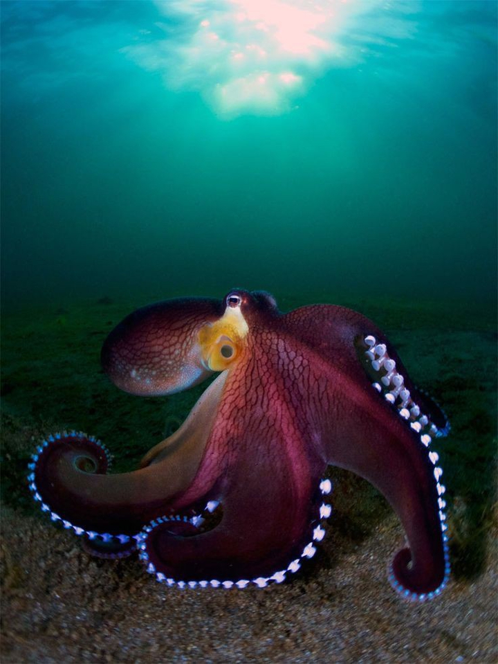 Octopus