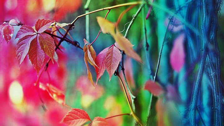 colors