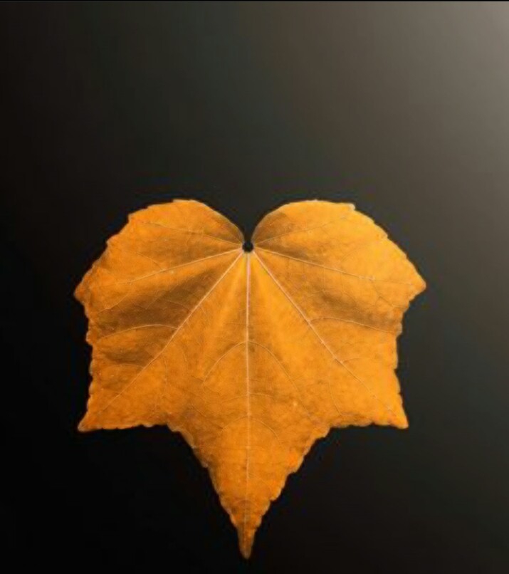 leaf
