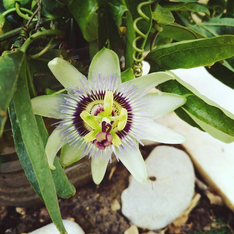 Passionsblume