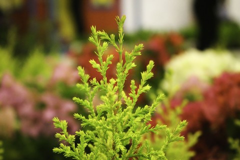 Green Magic