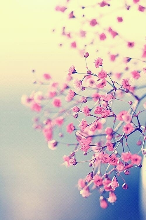 flowerss