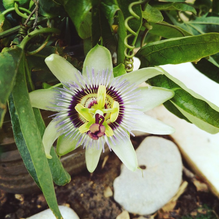 Passionsblume