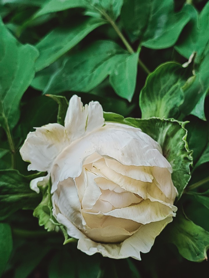 Plant