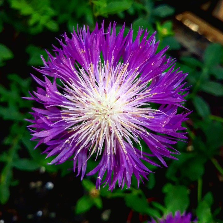 purple and white