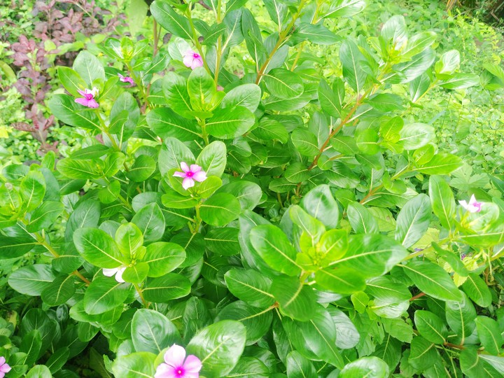 nature
