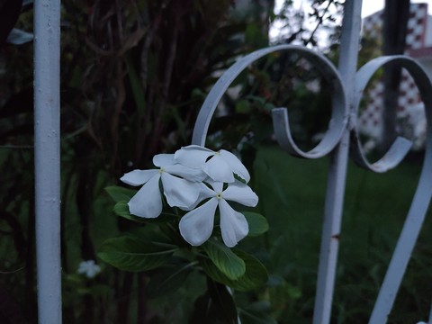 twig, shrub Hintergrundbilder
