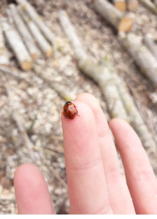 #ladybug