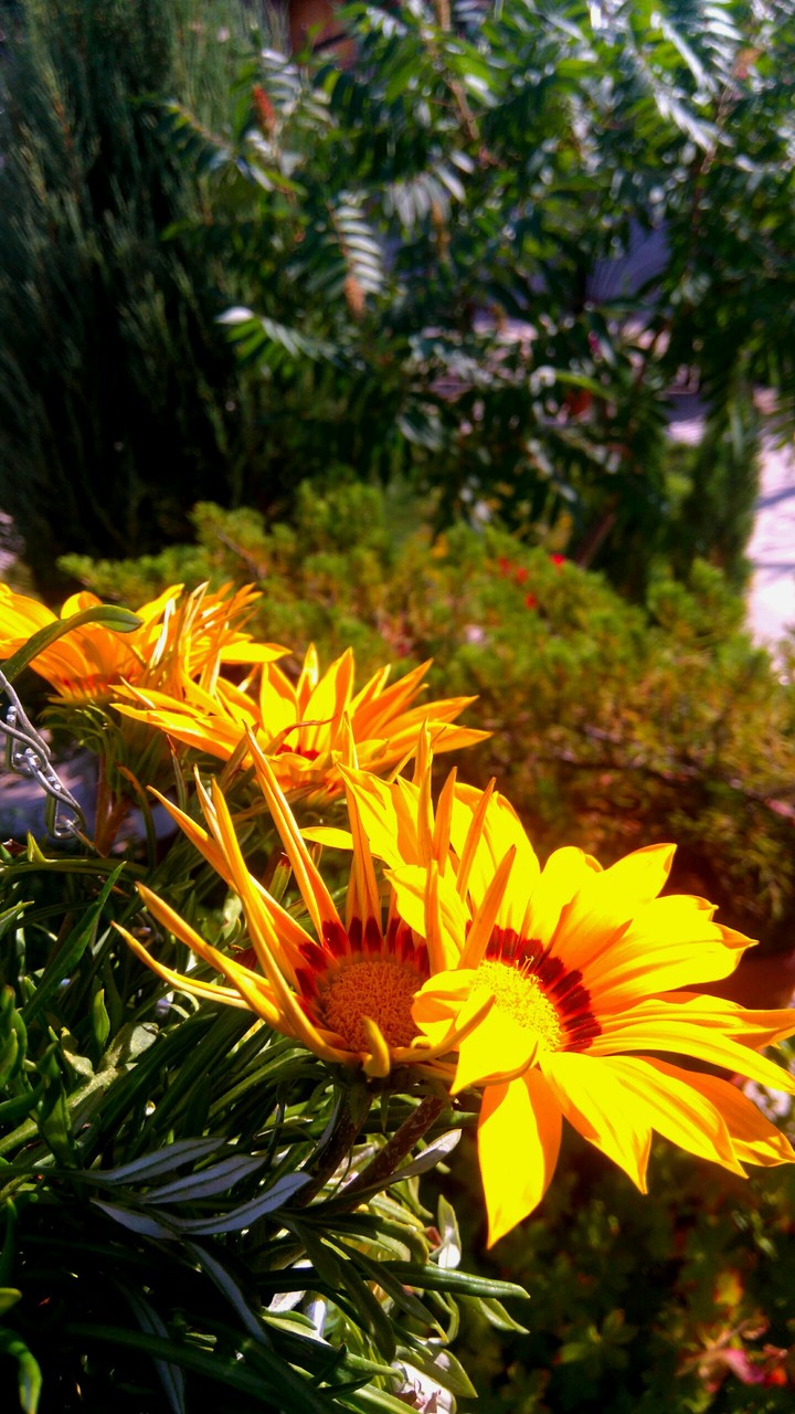 Flowers