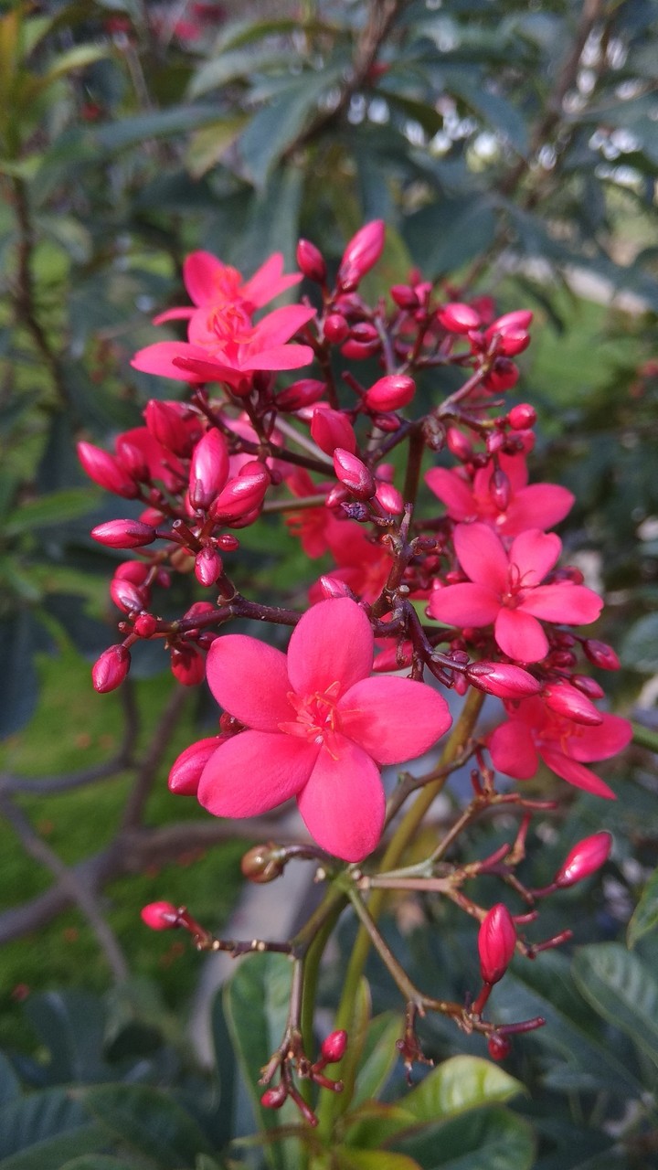 Tiny Little Buds