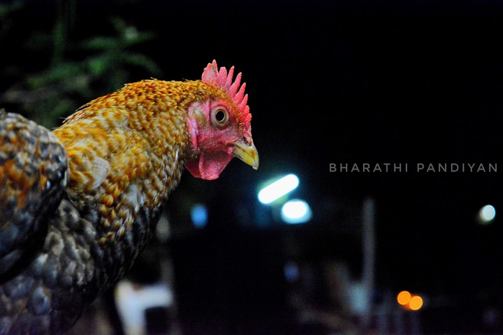 cock