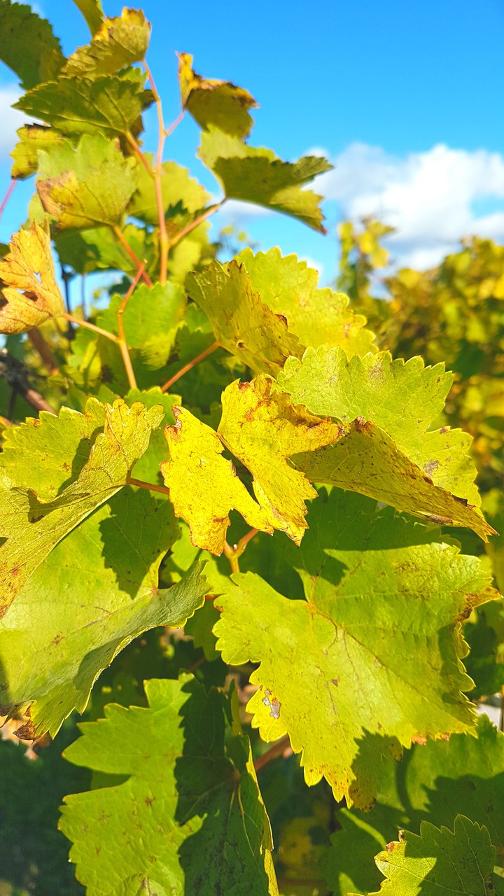feuille