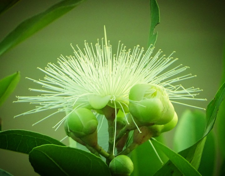flower