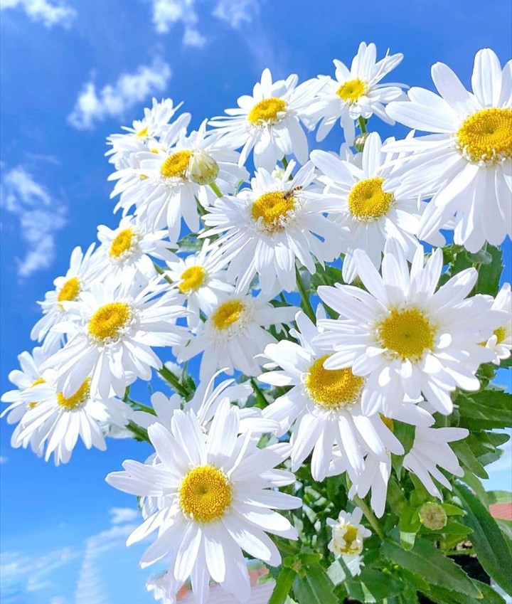 #flowers