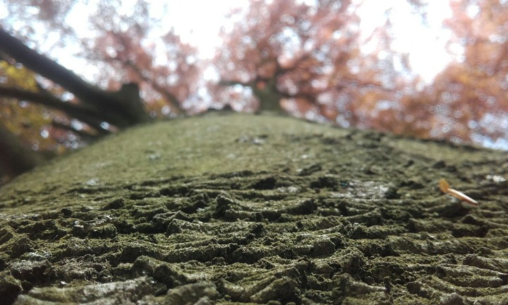 tree and leaves