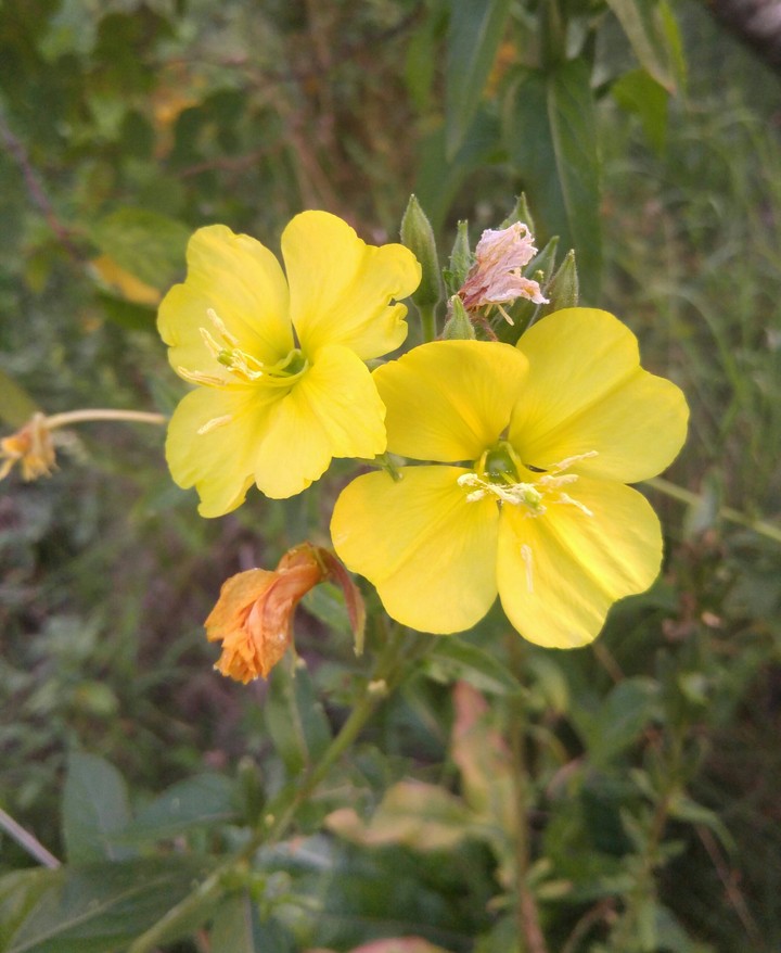 Blümchen