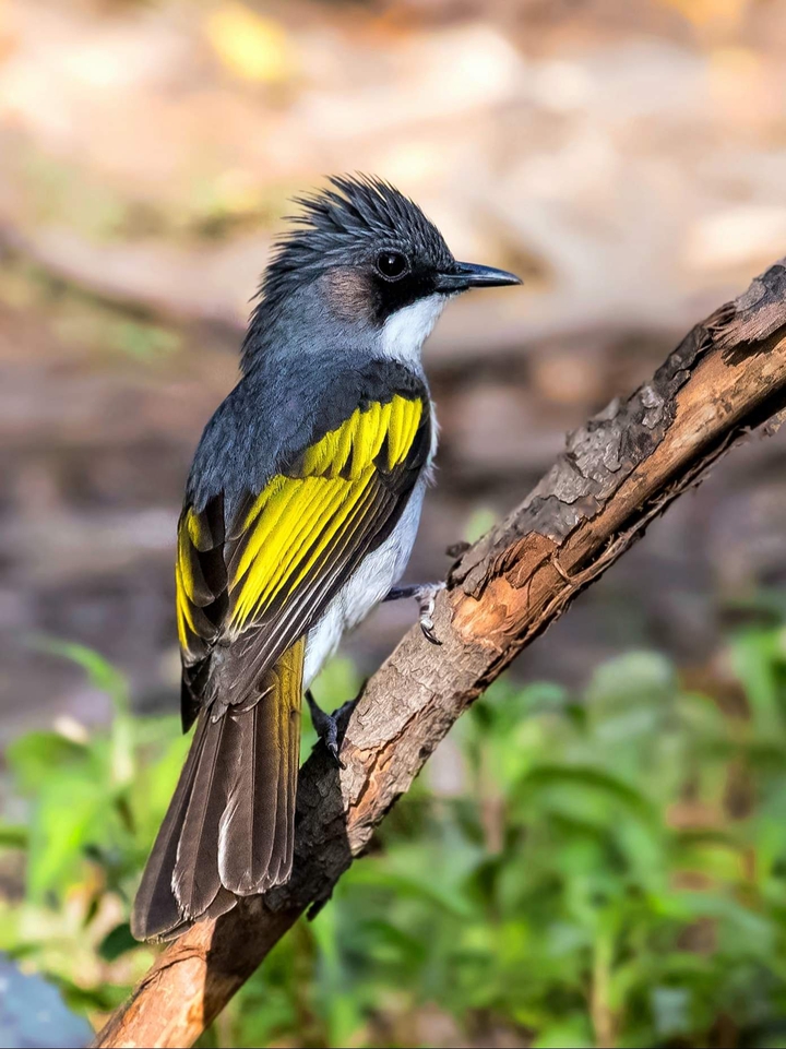 Bird HD image  .
