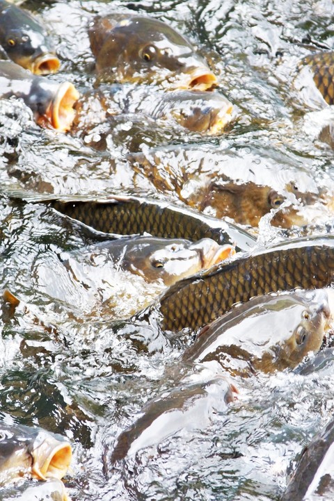 sfondi seafood, Fish