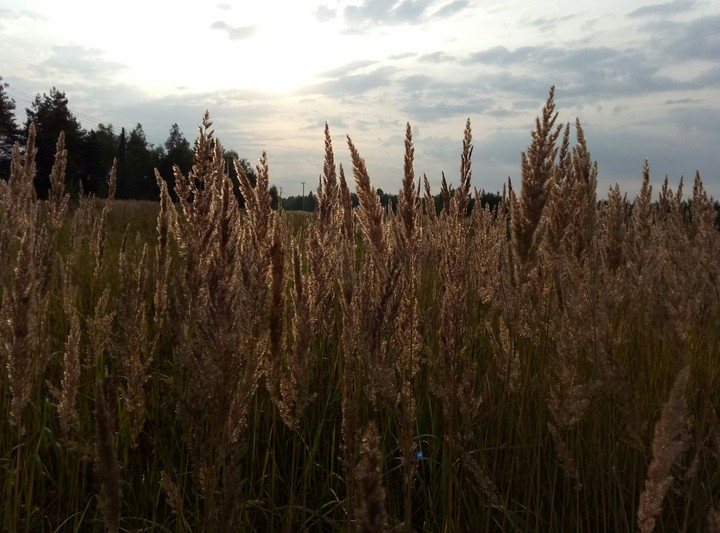 Russian landscape
