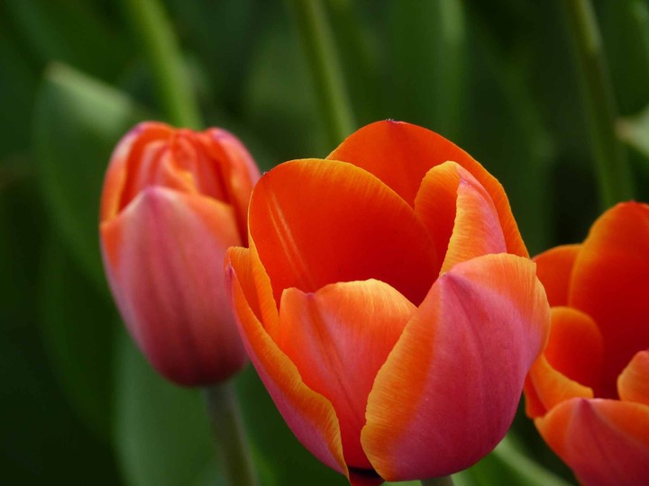tulip