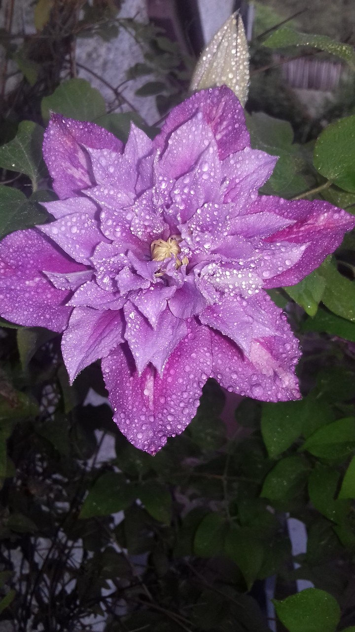 beautiful flower