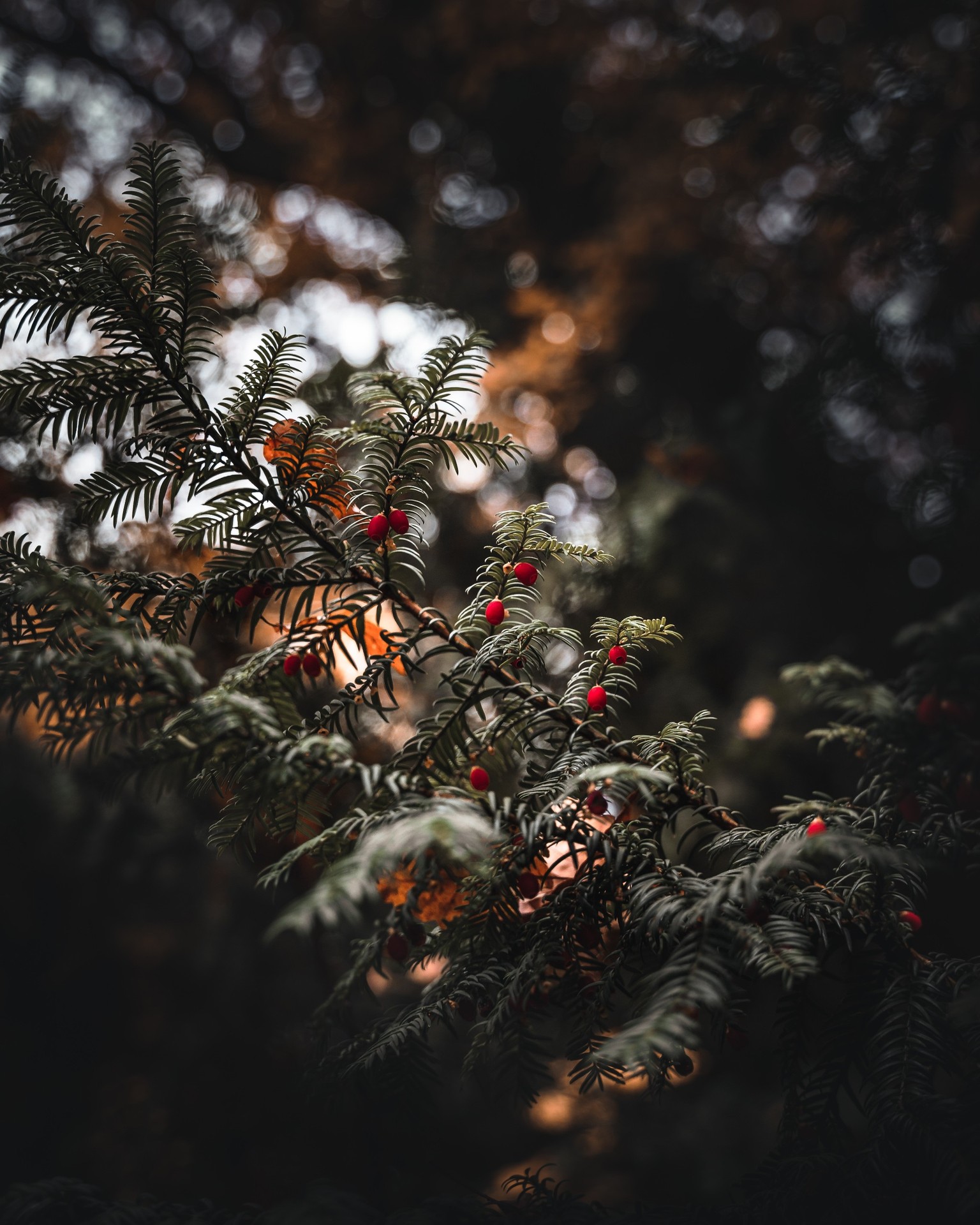 fir, conifers Hintergrundbilder