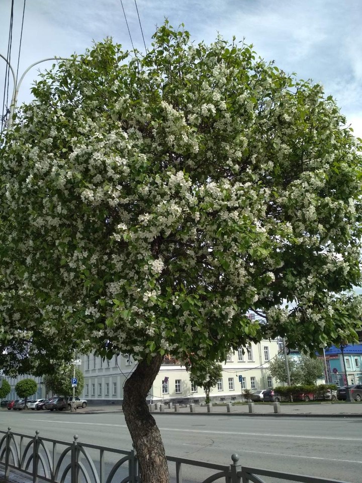 городские цветы