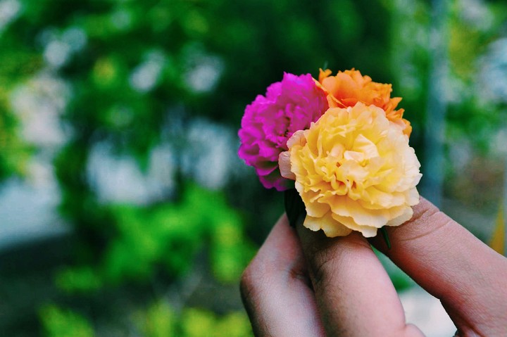 A little flower
