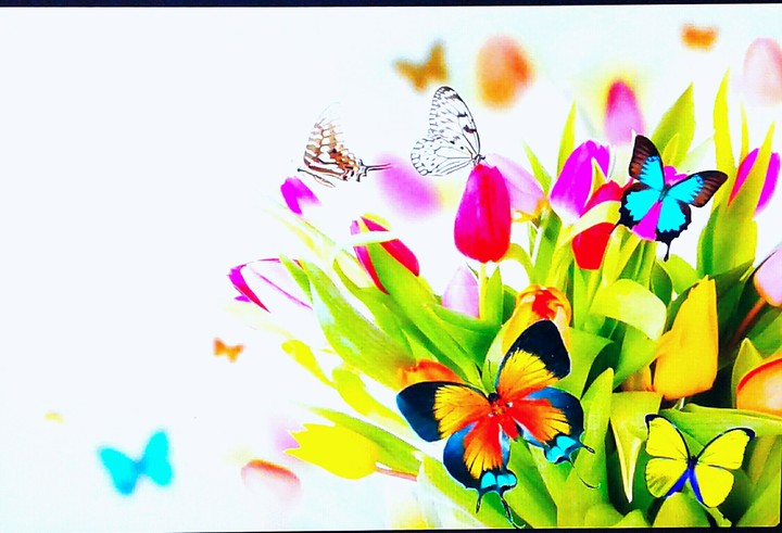 Muchas mariposas