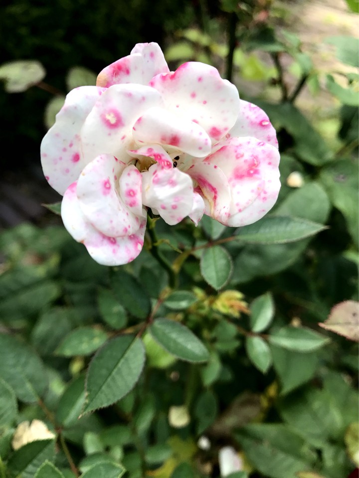 sick rose 
