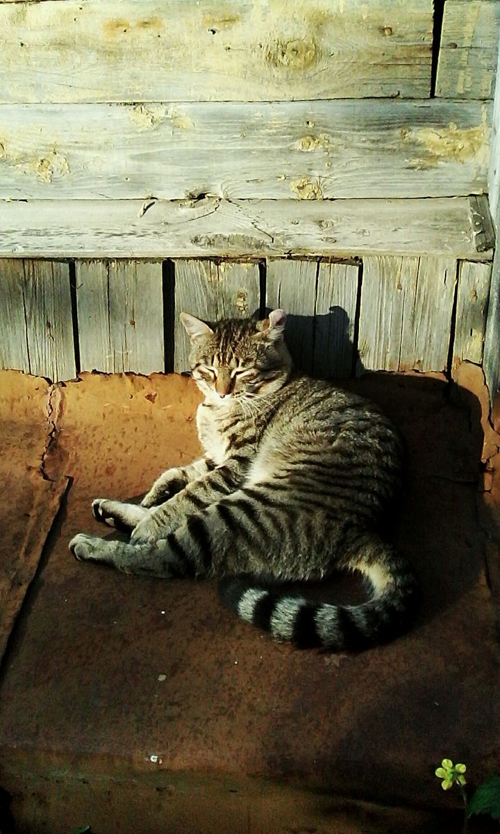 cat