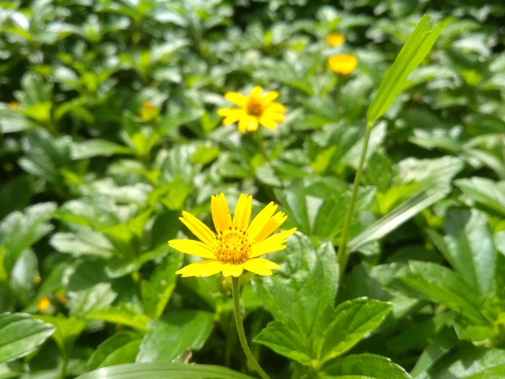 yellow little flowers