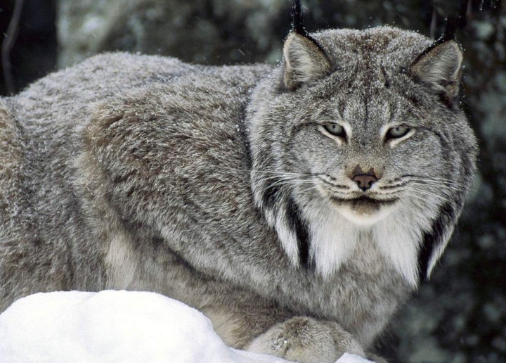 Bobcat