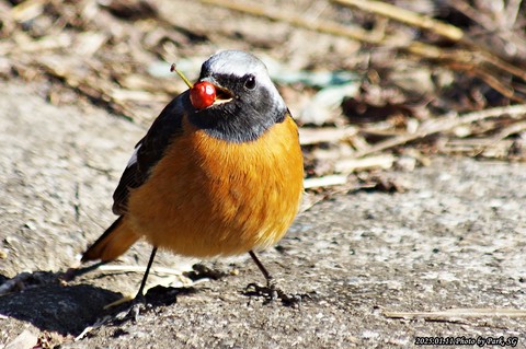 ταπετσαρίες Yellow, passerine