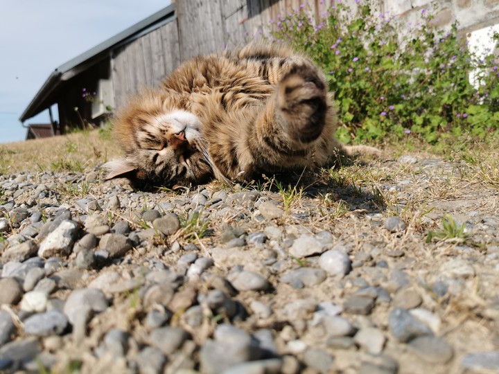 cat