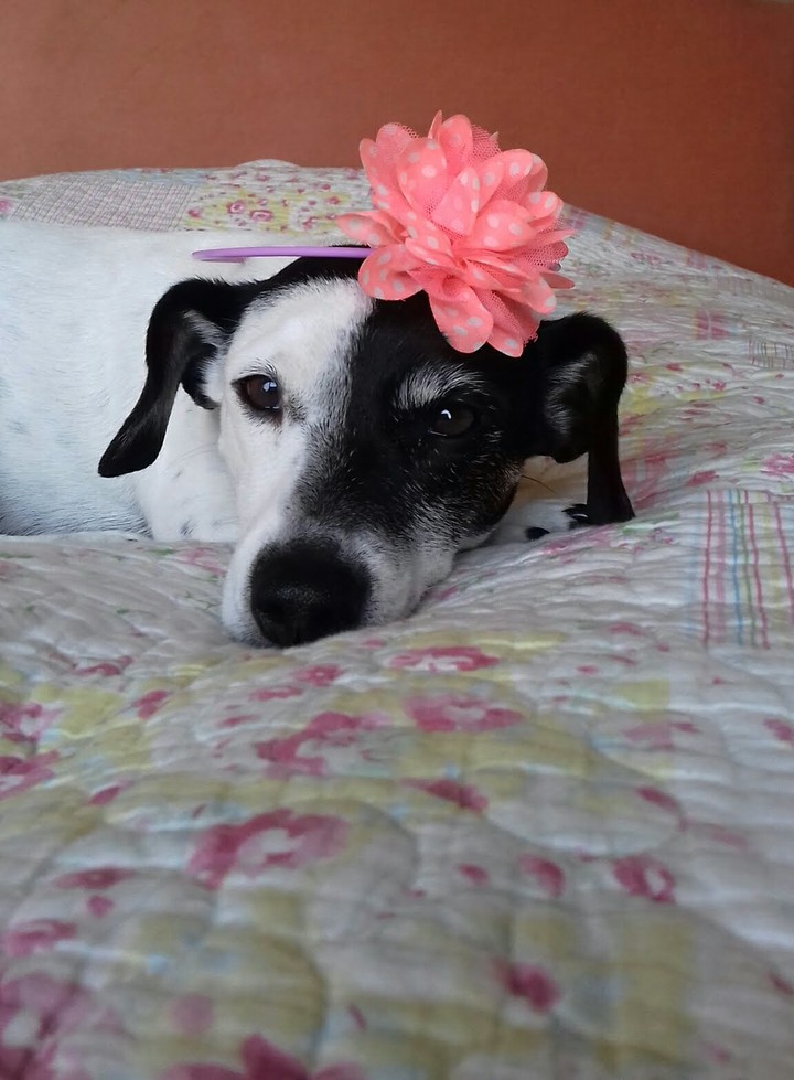 chien