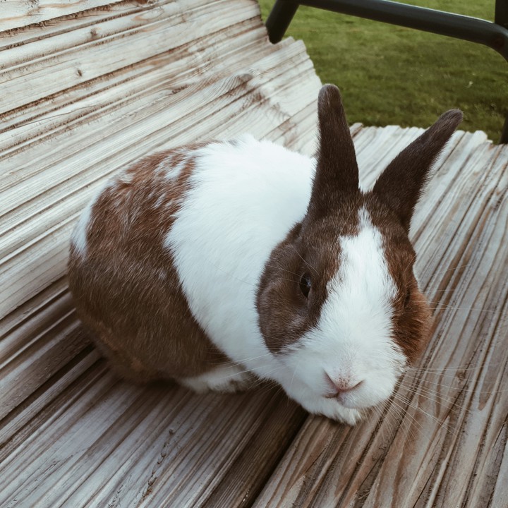Cuniculus