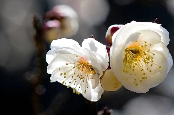 white plum blossoms