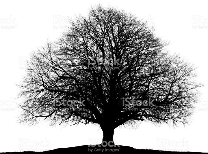 tree image