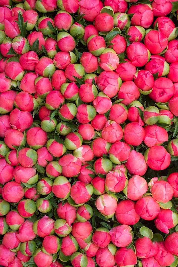 roses buds