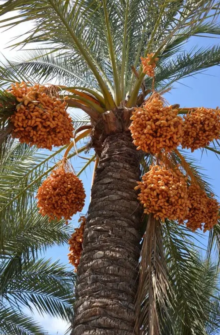 PaLmA