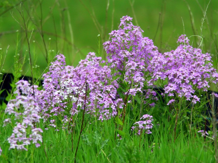 purple beauty