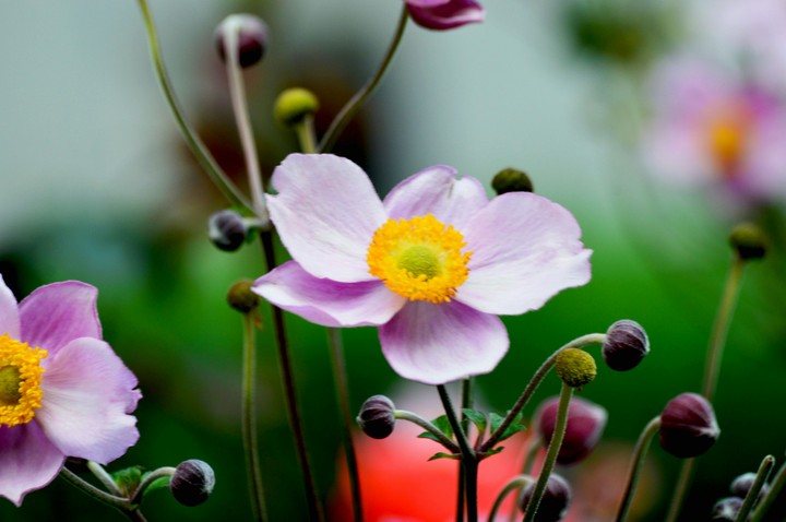 flower